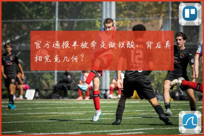 官方通报羊被牵走做核酸，背后真相究竟几何？